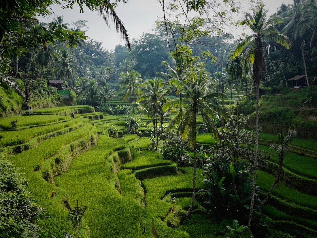 Bali — Rizières et détente